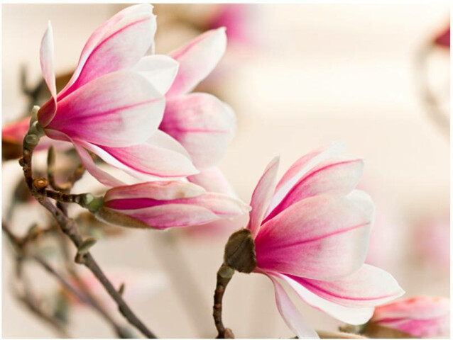 Kuvatapetti Artgeist Branch of magnolia tree eri kokoja