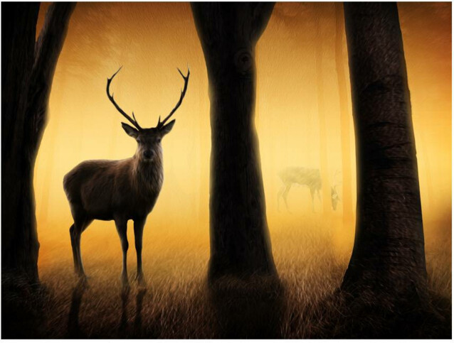 Kuvatapetti Artgeist Deer in his natural habitat eri kokoja