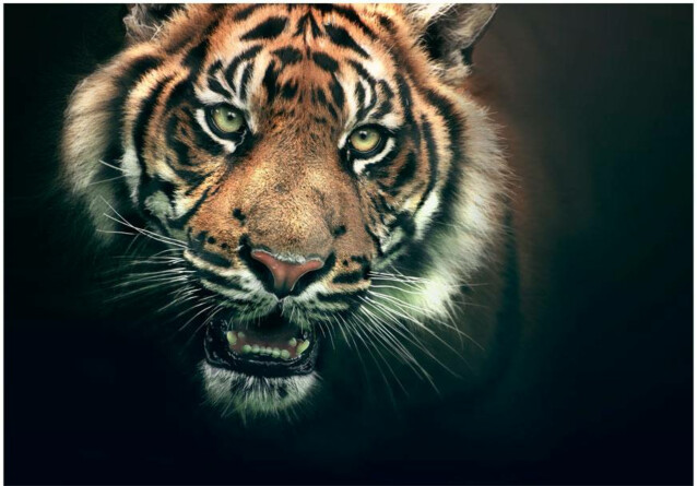 Kuvatapetti Artgeist Bengal Tiger eri kokoja