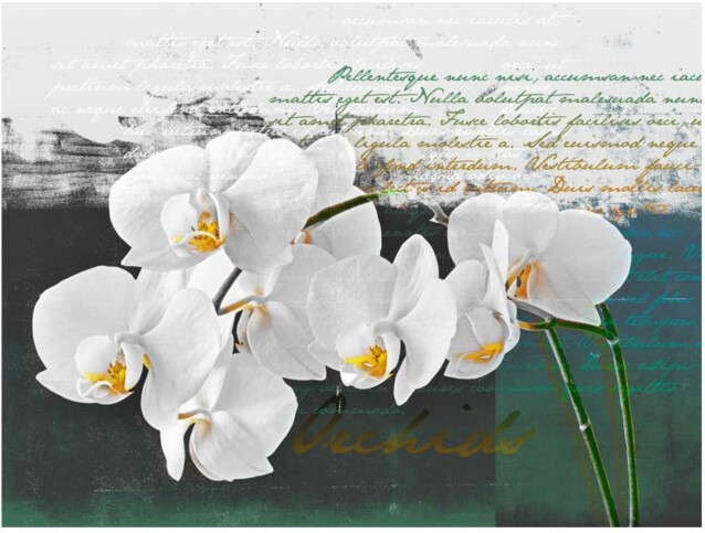 Kuvatapetti Artgeist Orkidea - runoilijan inspiraatio eri kokoja