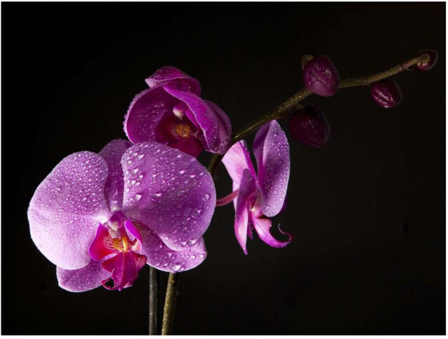 Kuvatapetti Artgeist Stylish orchis eri kokoja