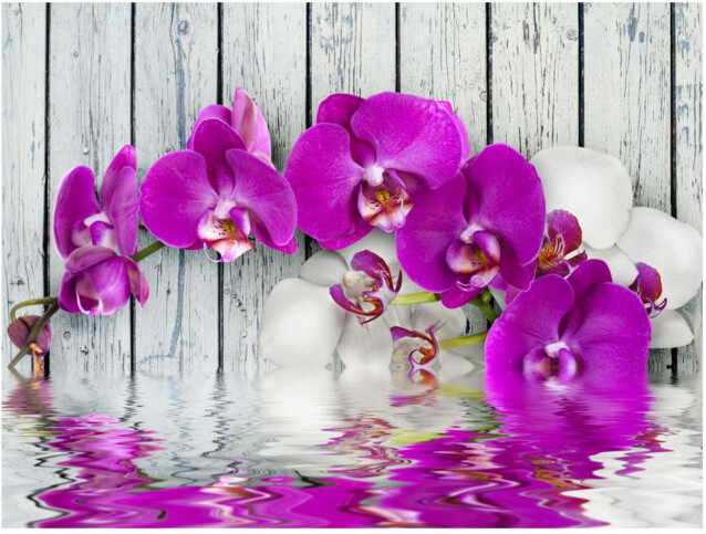 Kuvatapetti Artgeist Violet orchids with water reflexion eri kokoja