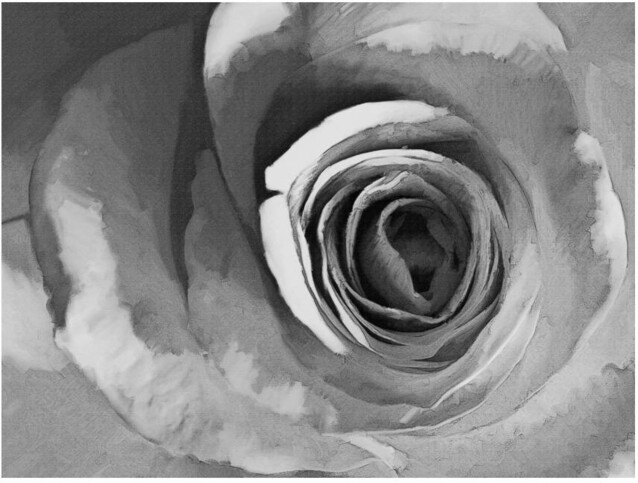 Kuvatapetti Artgeist Mustavalkoinen ruusu eri kokoja