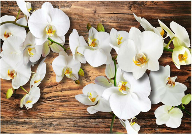 Kuvatapetti Artgeist Forest Orchid eri kokoja