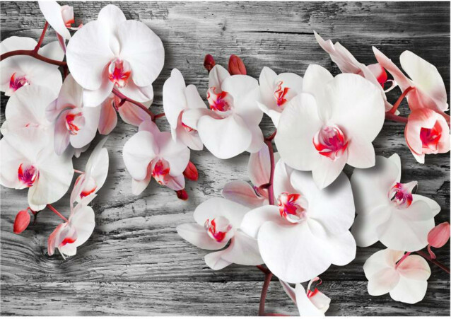 Kuvatapetti Artgeist Callous orchids eri kokoja