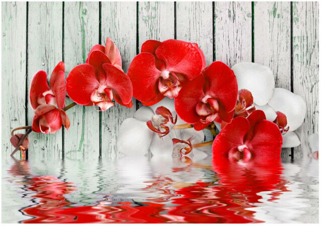 Kuvatapetti Artgeist Ruby orchid eri kokoja