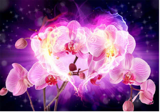 Kuvatapetti Artgeist Orchids in flames eri kokoja