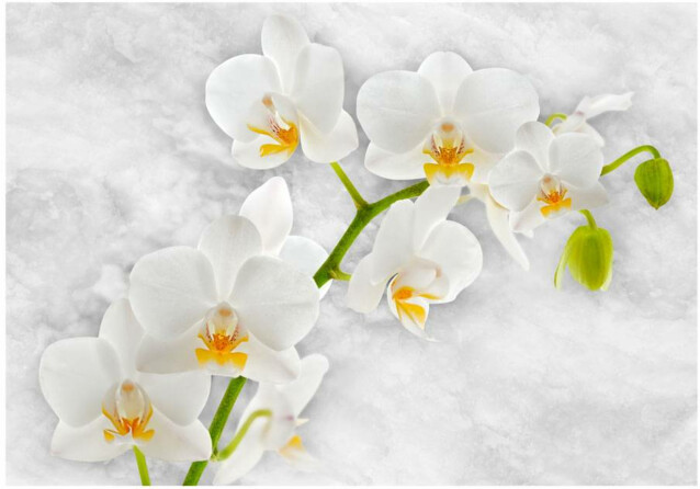 Kuvatapetti Artgeist Lyrical orchid - White eri kokoja