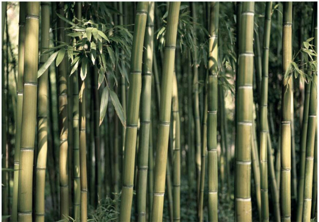 Kuvatapetti Artgeist Bamboo Exotic eri kokoja