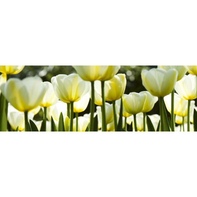Välitilatarra Dimex White Tulips 180-350x60cm