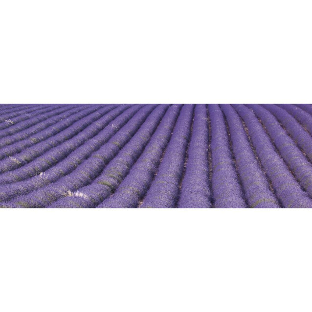 Välitilatarra Dimex Lavender Field 180-350x60cm