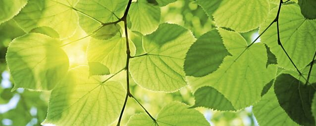 Kuvatapetti Dimex  Green Leaves 375 x 150 cm