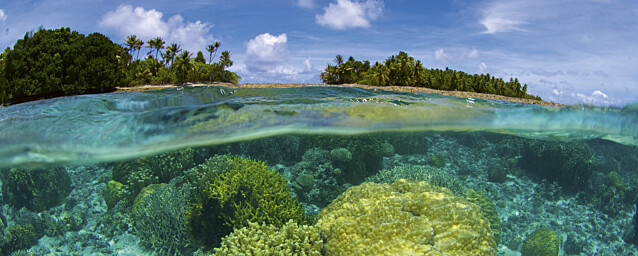 Kuvatapetti Dimex Coral Reef 375 x 150 cm