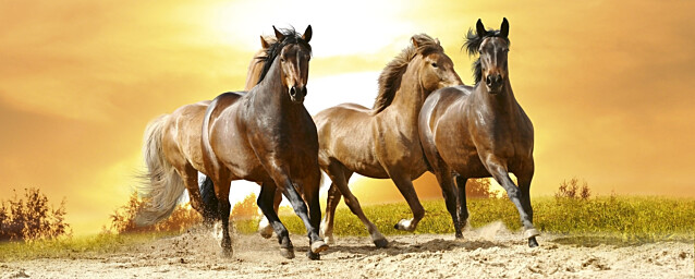Kuvatapetti Dimex  Horses In Sunset  375 x 150 cm