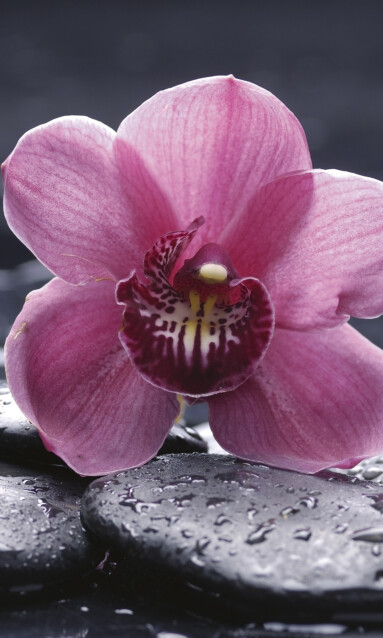 Kuvatapetti Dimex  Orchid  150 x 250 cm