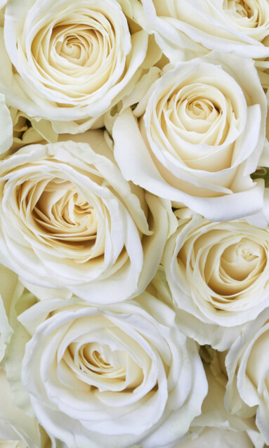 Kuvatapetti Dimex  White Roses 150 x 250 cm