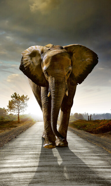 Kuvatapetti Dimex  Walking Elephant 150 x 250 cm