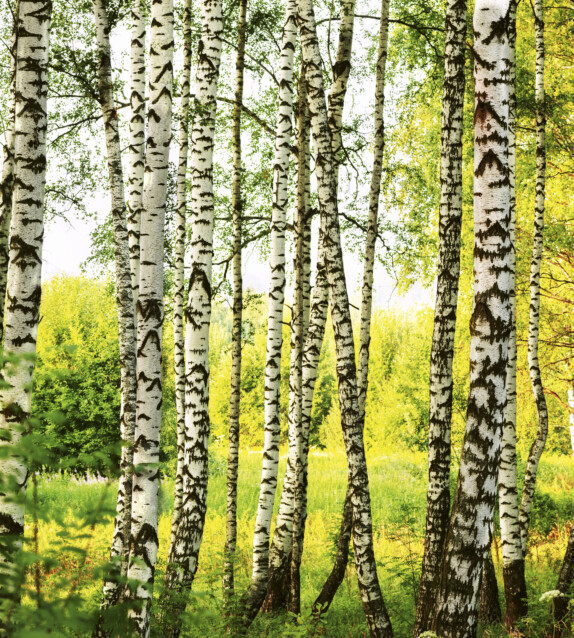 Kuvatapetti Dimex  Birch Forest 225 x 250 cm
