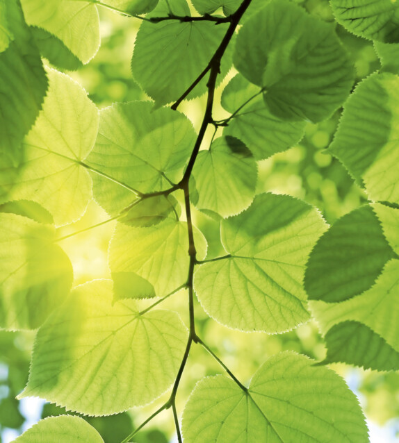 Kuvatapetti Dimex  Green Leaves 225 x 250 cm