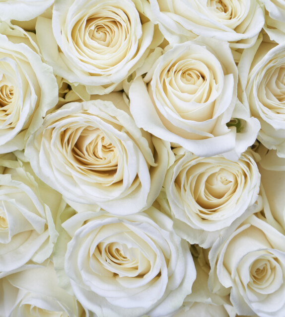 Kuvatapetti Dimex  White Roses 225 x 250 cm
