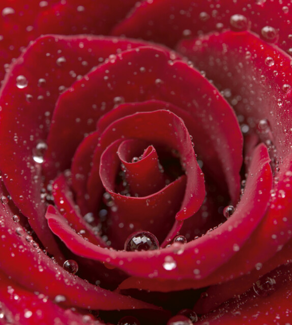 Kuvatapetti Dimex  Red Rose 225 x 250 cm
