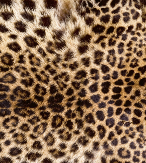 Kuvatapetti Dimex  Leopard Skin 225 x 250 cm