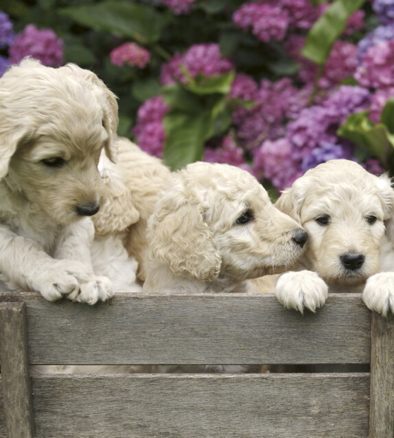 Kuvatapetti Dimex  Labrador Puppies 225 x 250 cm