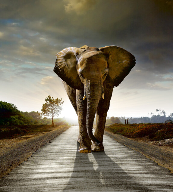 Kuvatapetti Dimex  Walking Elephant 225 x 250 cm