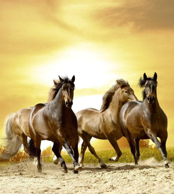 Kuvatapetti Dimex  Horses In Sunset  225 x 250 cm