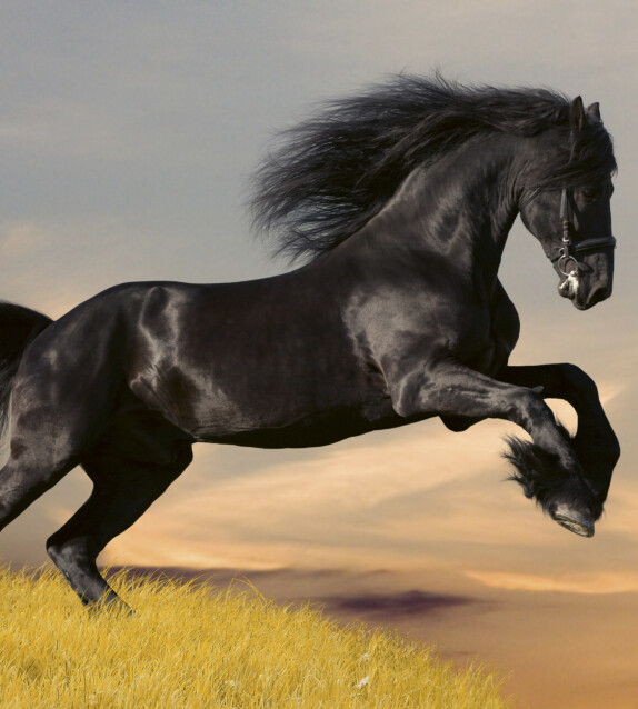 Kuvatapetti Dimex  Horse  225 x 250 cm