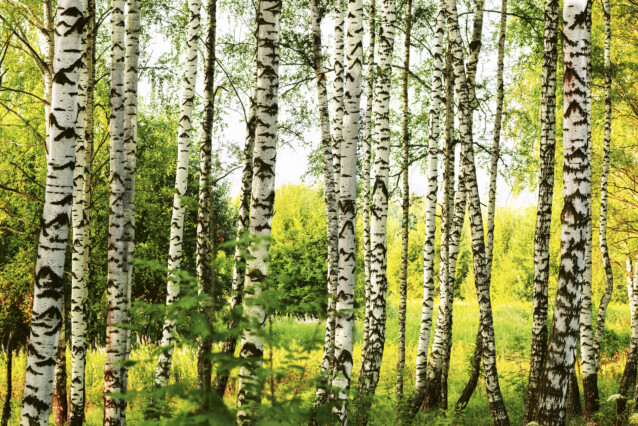 Kuvatapetti Dimex  Birch Forest 375 x 250 cm