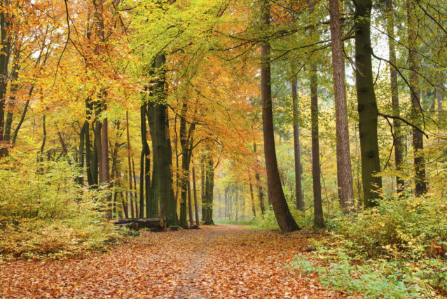 Kuvatapetti Dimex  Autumn Forest 375 x 250 cm