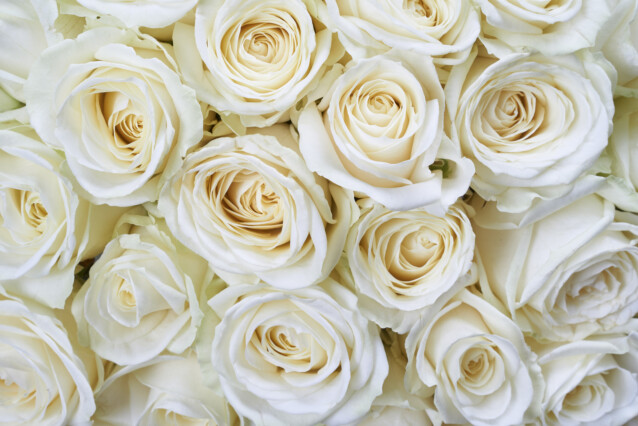 Kuvatapetti Dimex  White Roses 375 x 250 cm