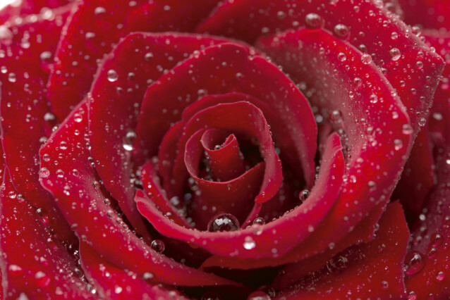 Kuvatapetti Dimex  Red Rose 375 x 250 cm