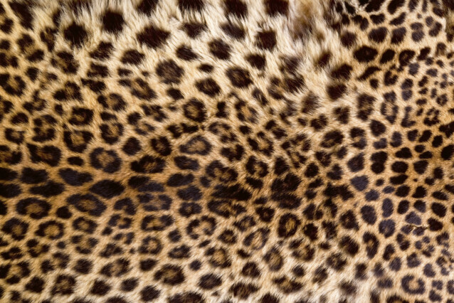 Kuvatapetti Dimex  Leopard Skin 375 x 250 cm