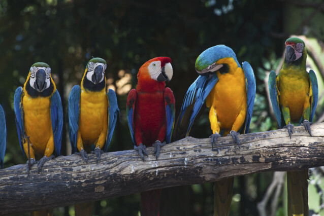 Kuvatapetti Dimex  Colourful Macaw 375 x 250 cm