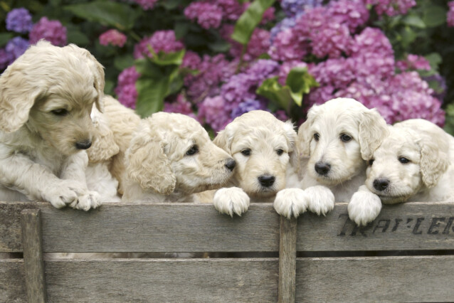 Kuvatapetti Dimex  Labrador Puppies 375 x 250 cm