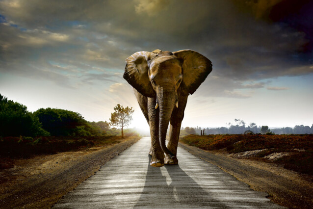 Kuvatapetti Dimex  Walking Elephant 375 x 250 cm