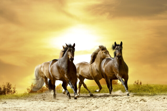 Kuvatapetti Dimex  Horses In Sunset  375 x 250 cm