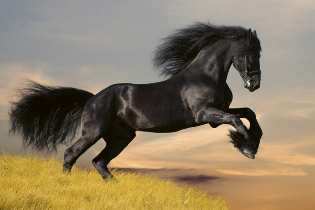 Kuvatapetti Dimex  Horse  375 x 250 cm