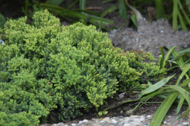 Harokataja Juniperus procumbens Maisematukku Nana 30-40