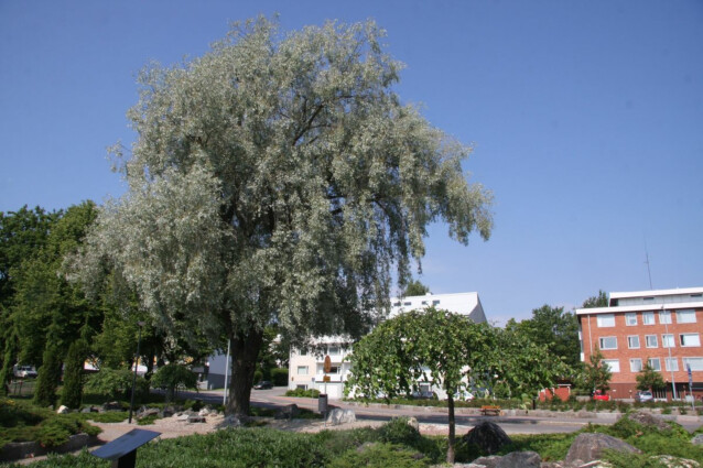 Hopeasalava Salix alba var. Sericea Maisematukku Sibirica