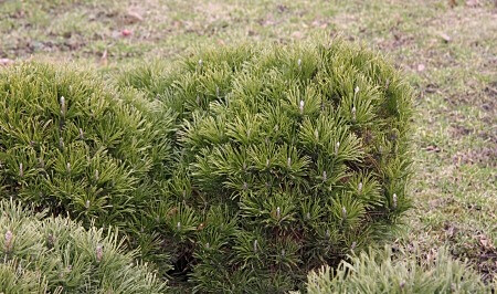 Kääpiövuorimänty Pinus mugo var. Pumilio Maisematukku 30-40