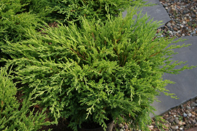 Laakakataja Juniperus h. Maisematukku Andorra Compact 30-40