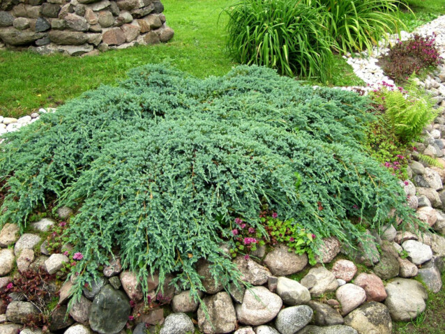 Lamosinikataja Juniperus sq. Maisematukku Blue Carpet 30-40