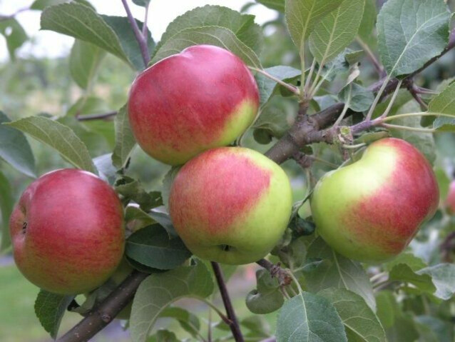 Omenapuu Malus domestica Maisematukku Jaspi