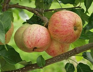 Omenapuu Malus domestica Maisematukku Moskovan Päärynäomena