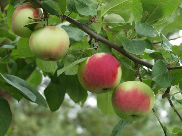 Omenapuu Malus domestica Maisematukku Punainen Melba