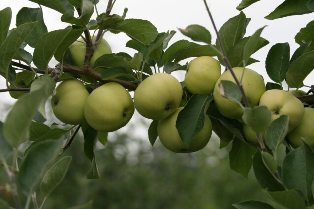 Omenapuu Malus domestica Maisematukku Valkeakuulas