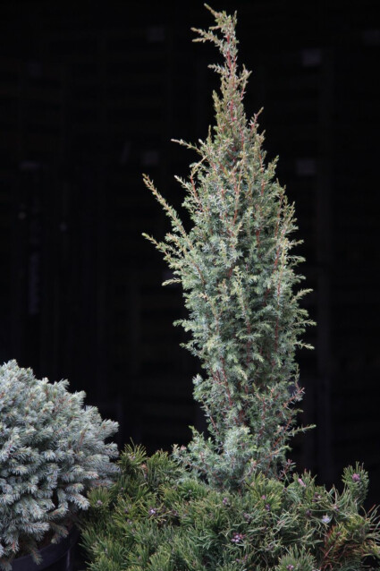 Pikkupilarikataja Juniperus communis Maisematukku Sentinel 50-60